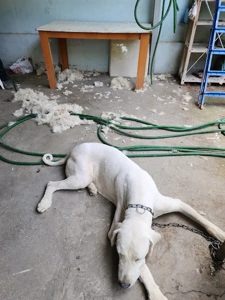 Neşem Veteriner Kliniği foto 2