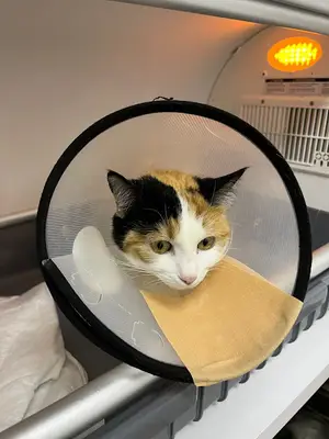 Isparta Mi-Hav Veteriner Kliniği