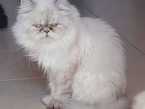 Unkapanı Veteriner Kliniği foto 2