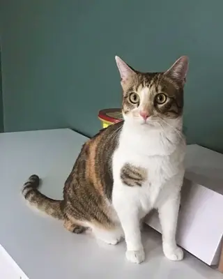 Çerkezkoy Petlife Veteriner Kliniği