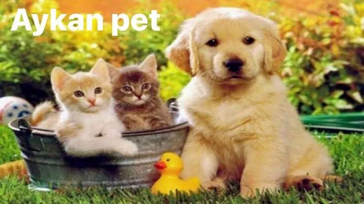 Aykan Gölcük Pet Shop foto 2
