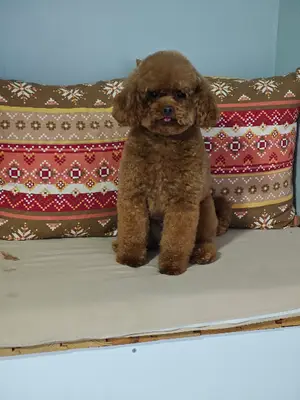 Kairos Pet Kuaför fotoğrafı