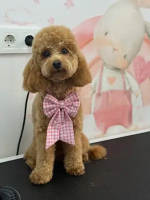 Öyküm petshop& grooming