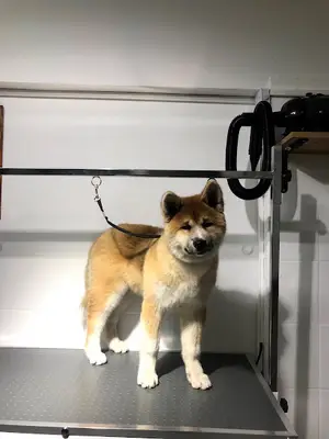 rapunzel pet kuaför