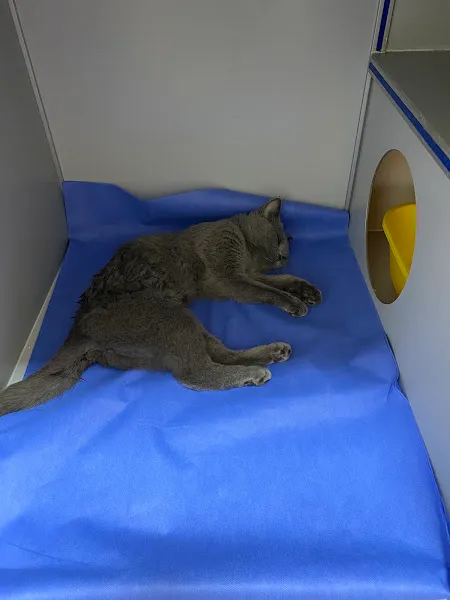Egzo Pet | Menemen Veteriner Kliniği foto 2