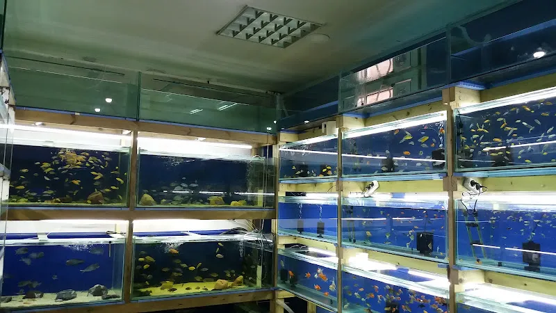 Sitare çiçekçi & Petshop foto 2