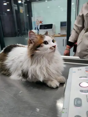 Vetpool Veteriner Kliniği - Kocaeli Başiskele Veteriner