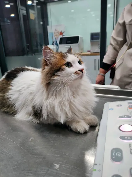 Vetpool Veteriner Kliniği - Kocaeli Başiskele Veteriner foto 1