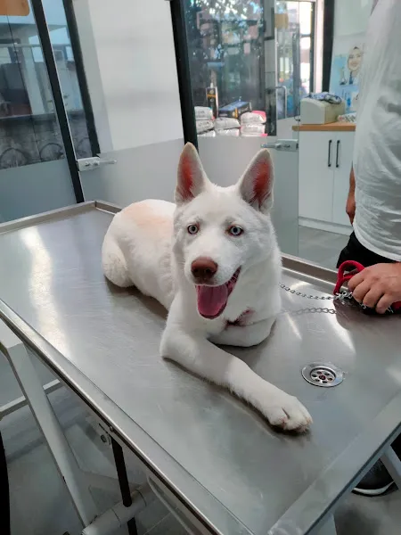 Vetpool Veteriner Kliniği - Kocaeli Başiskele Veteriner foto 2