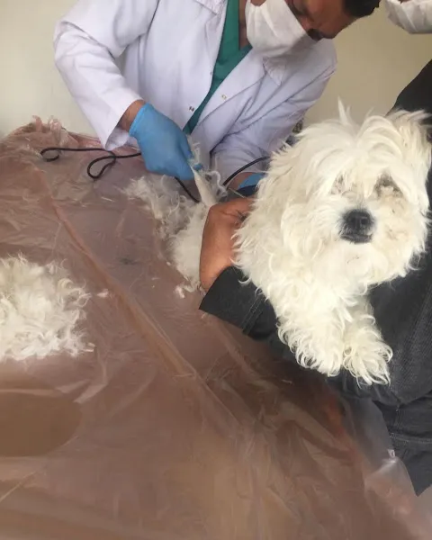 Karaman Veteriner Kliniği (Özel Klinik) foto 2