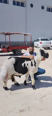 Suruç Hayvan Pazarı