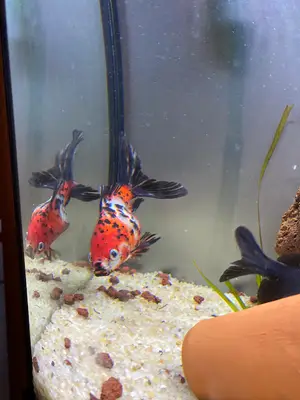 Canlı Dünyası Petshop / Aquascaping