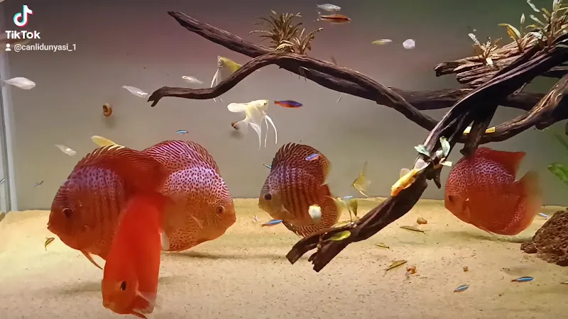 Canlı Dünyası Petshop / Aquascaping foto 2