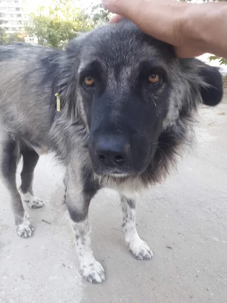 Arya Veteriner Kliniği foto 2