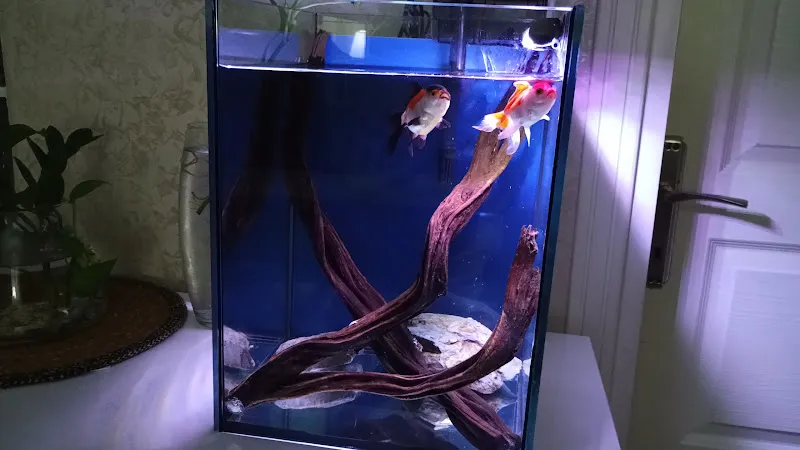 Ünalan Pet Store 🐶 Malezya Discus (Paket Servis 🚚 ) | Emaar Square Pet Shop foto 2