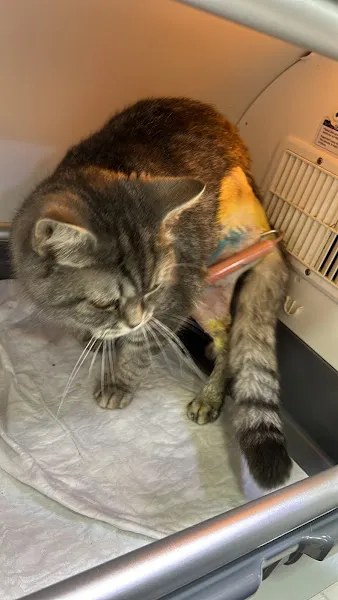 EyüpSultan Veteriner Kliniği foto 2