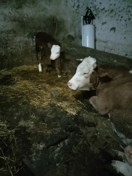 Aydeniz Veteriner Kliniği foto 2