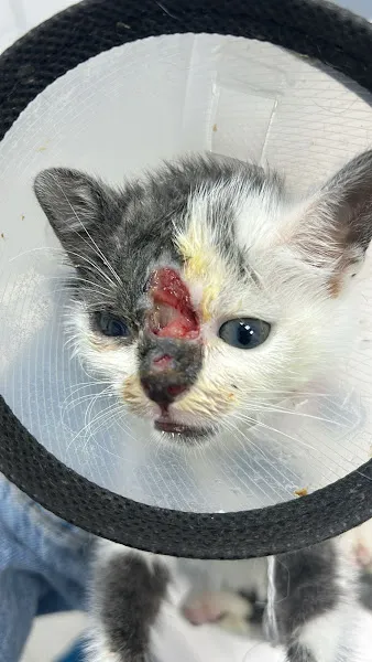 Olbavet Veteriner Kliniği foto 1