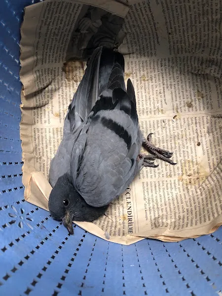 Özel Defne Veteriner Kliniği foto 2