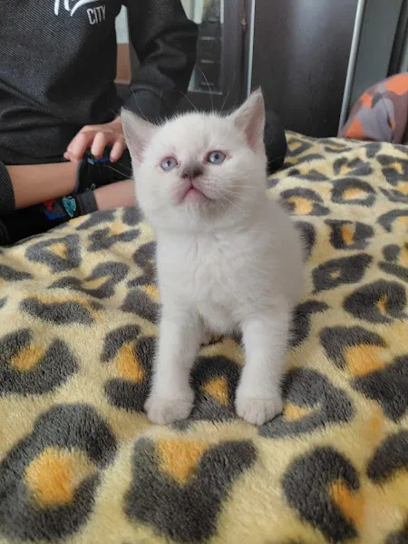 Zirve Petshop ANKARA foto 1
