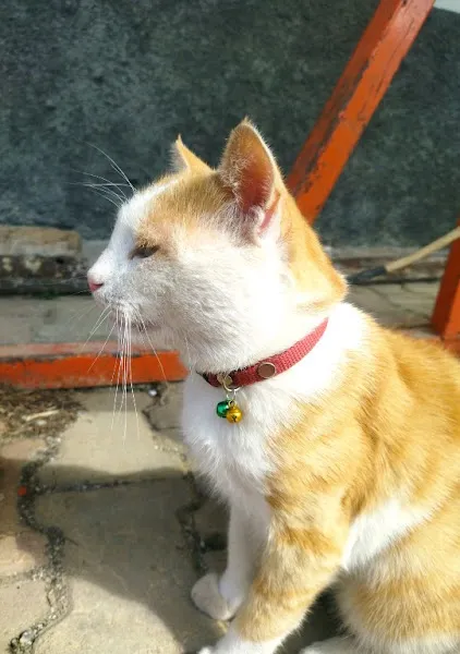 Paw Life Veteriner Kliniği foto 2