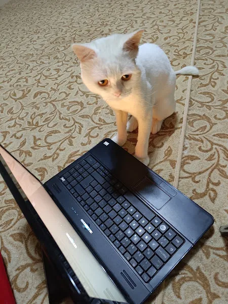 Berhuni veteriner kliniği foto 1