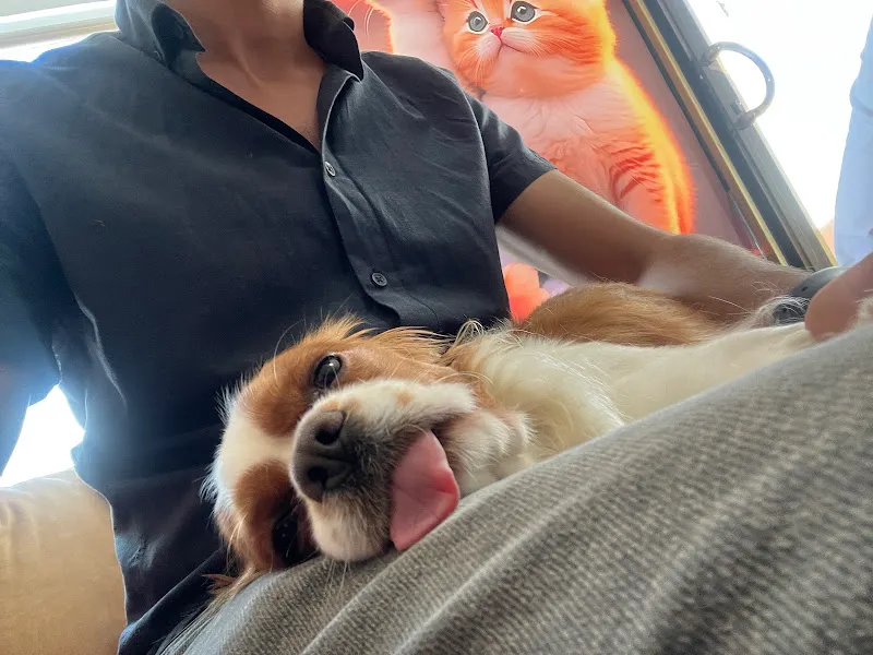 Berhuni veteriner kliniği foto 2