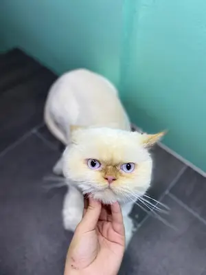 Pet Kuaför Nurcan Okumuş