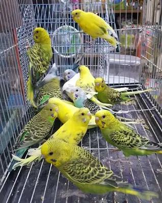 BALIKÇI SUAT PETSHOP AKVARYUM
