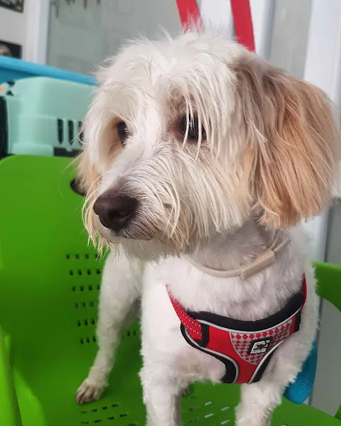 Dikili Aura Veteriner Kliniği foto 2