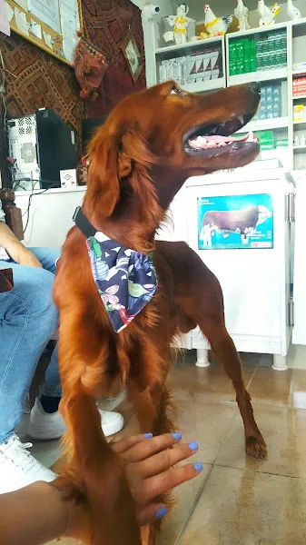 Zozan Veteriner Kliniği foto 2