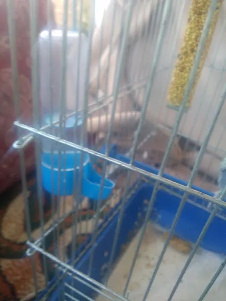Kaderli Petshop foto 2