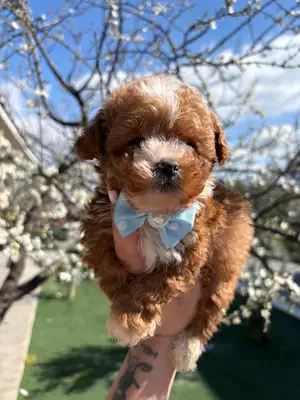 Funny Dog Farm - İzmir Köpek Eğitimi ve Köpek Oteli fotoğrafı