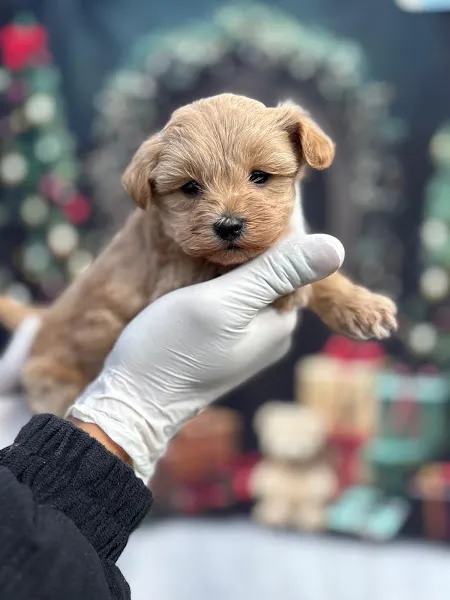 Funny Dog Farm - İzmir Köpek Eğitimi ve Köpek Oteli foto 2
