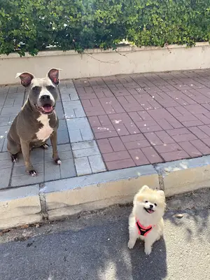 Mersin Dog Training(Mersin Köpek Eğitim)