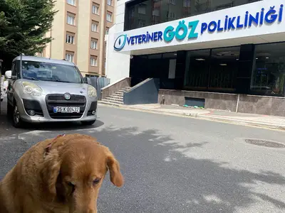 Tofi Pet taksi
