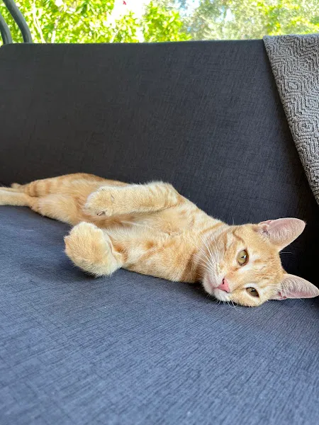 Petvet Koyundere Veteriner Kliniği foto 2