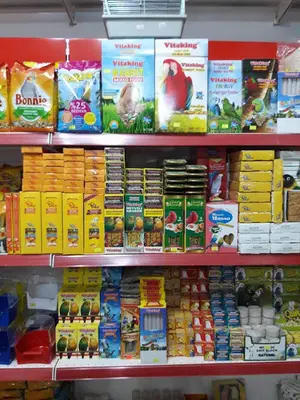 Bahar Kanarya /PAFİPET petshop