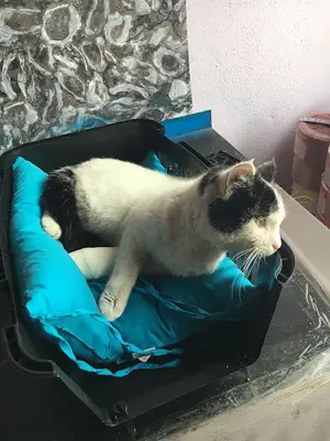 Uslu veteriner kliniği