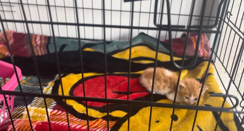 Vetpoint Veteriner Kliniği foto 2