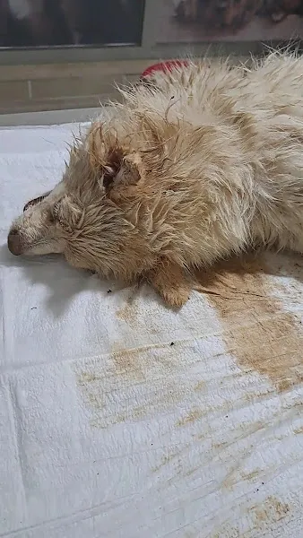Eynesil Şifa Veteriner Kliniği foto 1