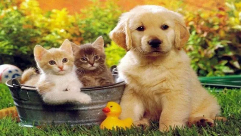Veteriner Hekim Ali Köroğlu foto 2