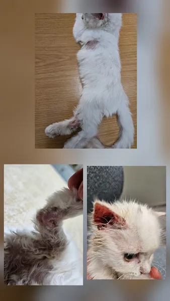 BAYRAMPAŞA PETNEXT VETERİNER KLİNİĞİ- 7/24 Acil Veteriner Kedi Köpek foto 2