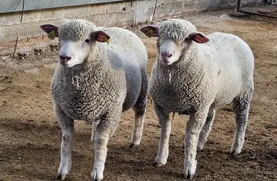 BEÇ HAYVANÇILIK fotoğrafı