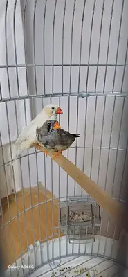 Pet Love Kirca