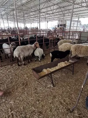 Erdemli Belediyesi Canlı Hayvan Pazarı