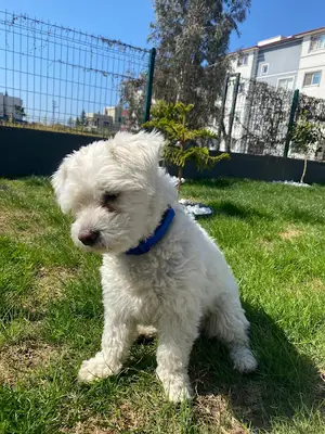 PetHome İskenderun Kedi & Köpek Oteli ve Eğitim Merkezi. Pet Otel