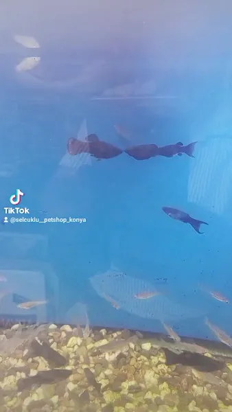 Selçuklu Petshop 2 foto 2