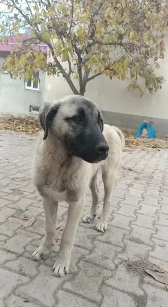Suşehri Veteriner Kliniği foto 2