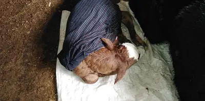 Yeşilgül Veteriner Kliniği